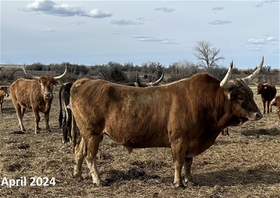 JOHNNY REB 88 Owned by Gibraltar Cattle